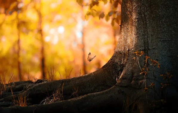 Картинка осень, листья, дерево, бабочка