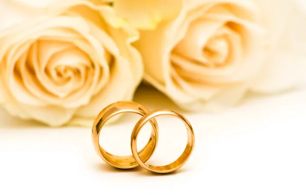 Цветы, розы, flowers, обручальные кольца, roses, wedding rings