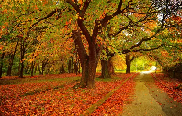 Осень, Деревья, Парк, Fall, Листва, Дорожка, Park, Autumn