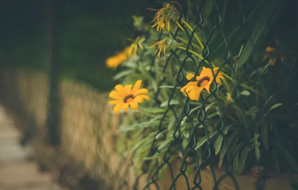 Картинка цветы, сетка, забор, ограда, желтые, лепестки