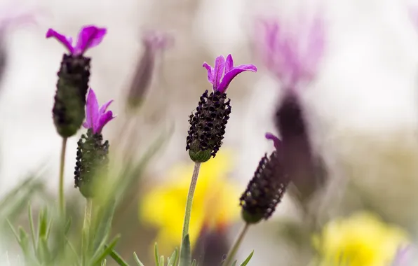 Картинка цветок, макро, lavender