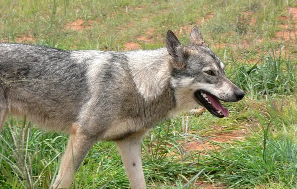 Fantasy, nature, art, snow, predator, face, animal, wolf