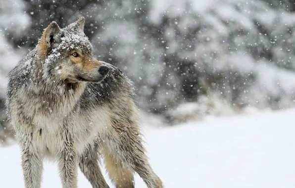 Картинка nature, predator, animal, wolf, wildlife, portrait, portrait., Canis lupus. face