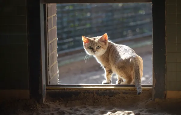 Картинка кошка, песчаный, окно, рыжий, смотрит, кот