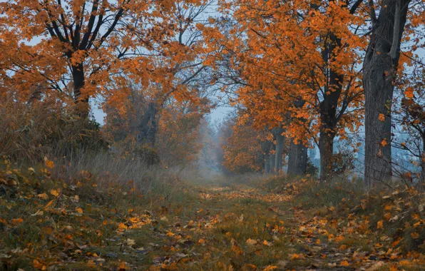 Картинка осень, трава, деревья, листва, тропинка