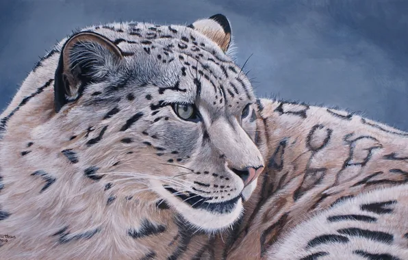 Картинка ирбис, снежный барс, снежный леопард