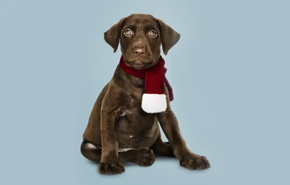 Картинка собака, Новый Год, Рождество, щенок, лабрадор, Christmas, puppy, dog