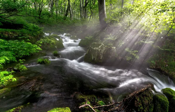 Картинка лес, свет, ручей, водопад, речка