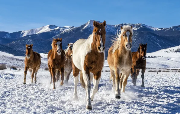 Картинка зима, снег, лошади, табун