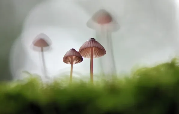 Картинка макро, природа, грибы