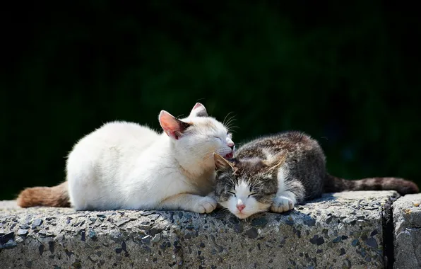 Кошки, природа, весна