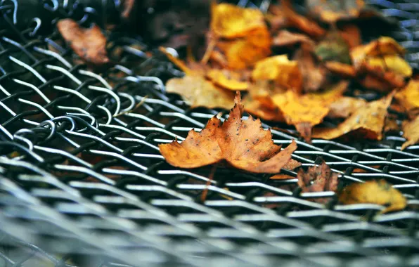 Картинка осень, листья, решетка