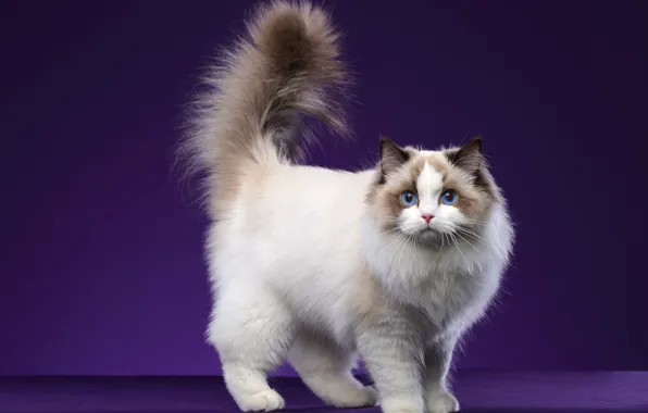 Кошка, кот, взгляд, поза, хвост, мордашка, фиолетовый фон, фотостудия