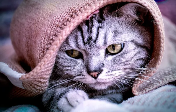 Кошка, кот, взгляд, поза, портрет, шарф, покрывало, лежит