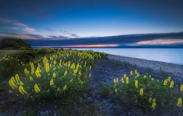 Картинка цветы, природа, Новая Зеландия, New Zealand, люпин, озеро Таупо, Lake Taupo