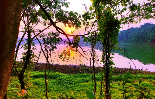 Sun, Water, Sunrise, Dawn, Morning, Lake, Trees, Reflection