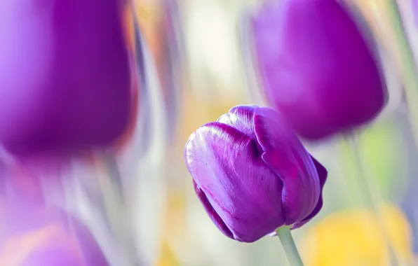 Цветы, природа, тюльпаны