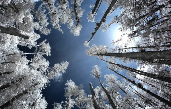 Иней, лес, небо, деревья, Infrared