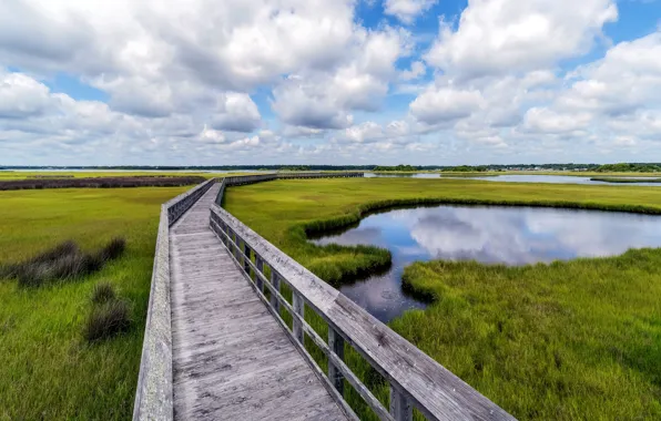 Мост, природа, болото