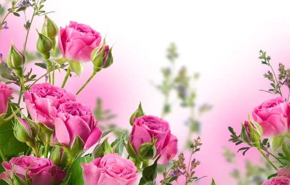 Картинка цветы, букет, лепестки, бутоны, розовые розы