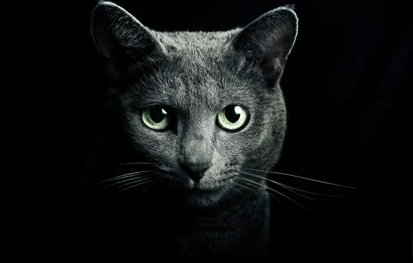 Картинка кошка, глаза, кот, взгляд, серый, зеленые, черный фон, голубая