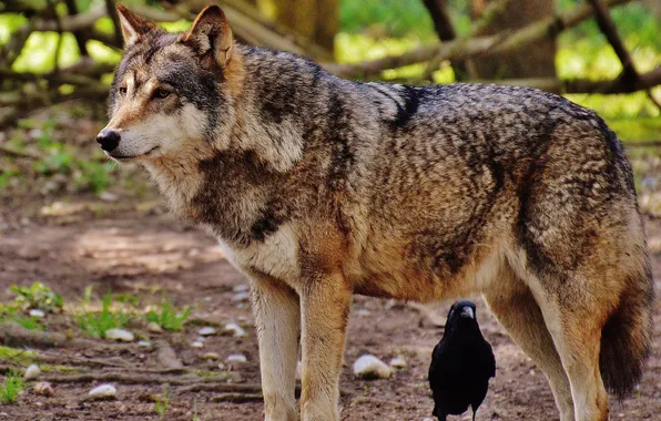 Nature, snow, predator, face, animal, wolf, wolves, wildlife
