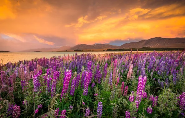 Картинка пейзаж, закат, цветы, горы, природа, озеро, берег, Новая Зеландия