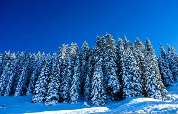 Зима, деревья, пейзаж