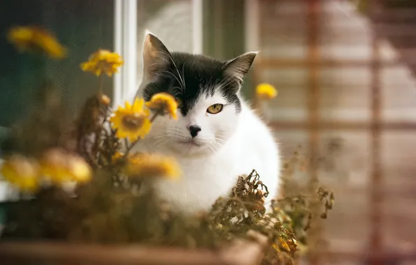 Картинка кошка, цветы, дом