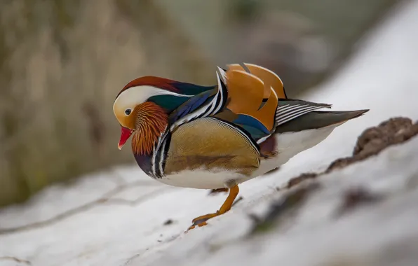 Птицы, утка, мандаринка, фотоохота