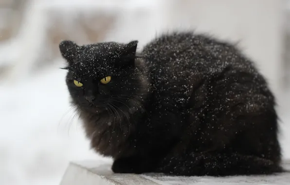Картинка кот, снег, фон