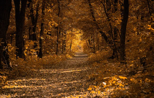 Картинка дорога, осень, лес, листья, деревья, парк, аллея
