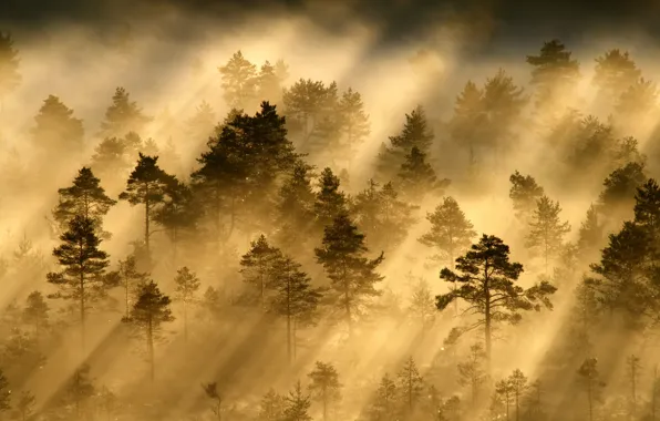 Картинка лес, лучи, свет, утро, дымка
