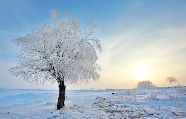 Картинка зима, иней, снег, природа, дерево