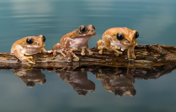 Water, three, amphibian, Trachycephalus resinifictrix