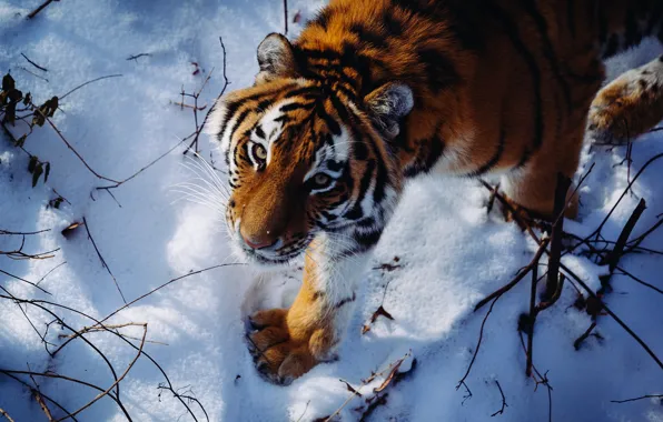 Взгляд, снег, хищник, дикая кошка, Амурский тигр