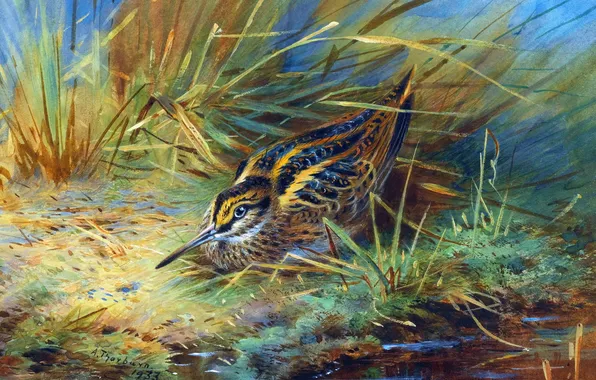 Трава, Птица, Картина, Archibald Thorburn, Арчибальд Торберн, Шотландский живописец, Бекас
