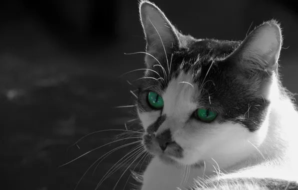 Картинка кошка, глаза, взгляд, морда