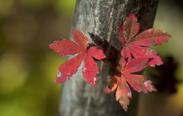 Осень, листья, природа
