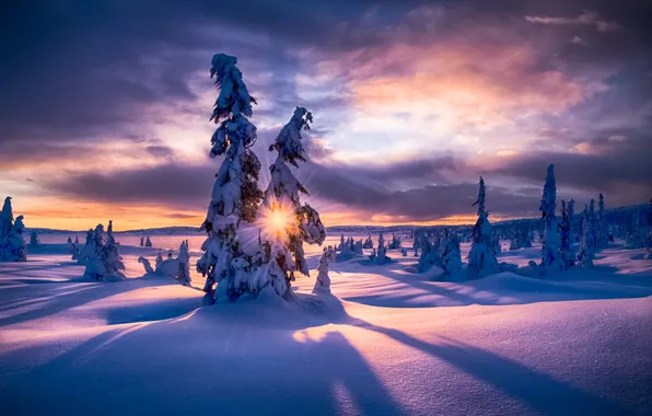 Картинка зима, лес, снег, природа, рассвет