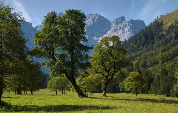 Лето, деревья, горы, Австрия, долина, луг, Austria, Карвендель