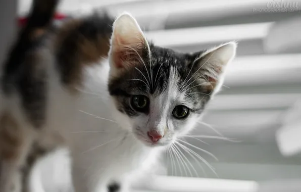 Кошка, глаза, кот, взгляд, котенок, котик, окно, котэ