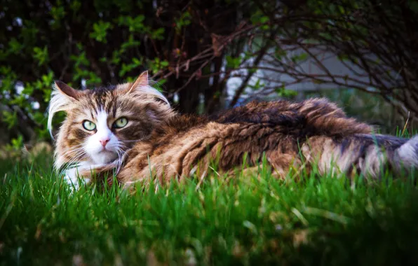 Кошка, трава, взгляд, кустарник