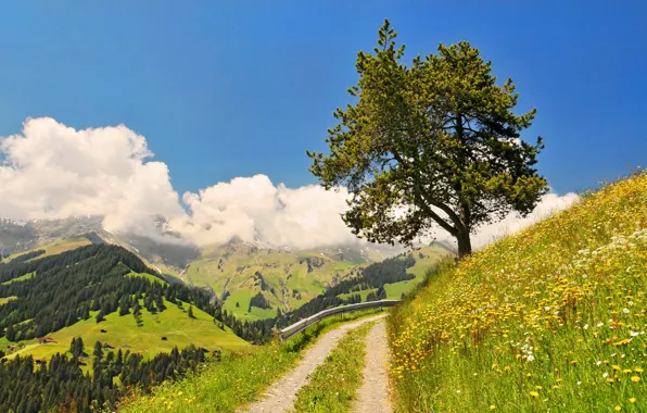 Картинка дорога, лес, небо, трава, облака, цветы, горы, природа