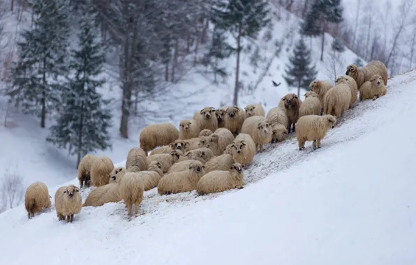 Картинка зима, горы, овцы, отара