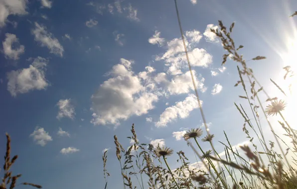 Картинка небо, трава, солнце, цветы, ромашки