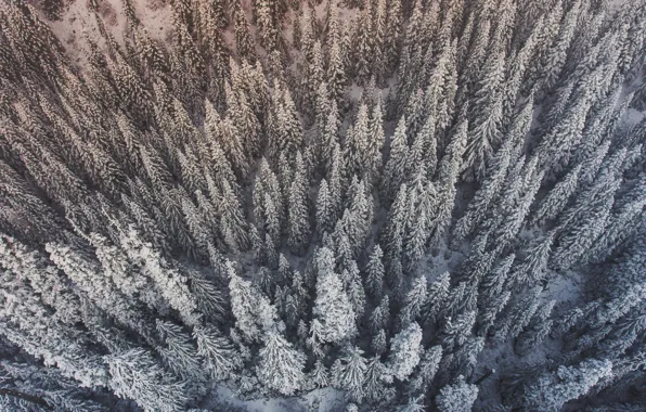 Картинка зима, лес, снег, деревья, вид сверху