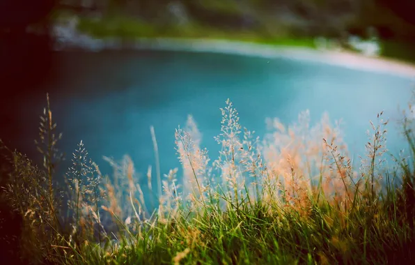 Картинка лето, трава, вода, зеленая