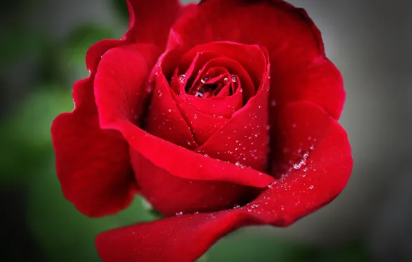 Цветок, капли, макро, роза, красная, Flower, red rose, macro