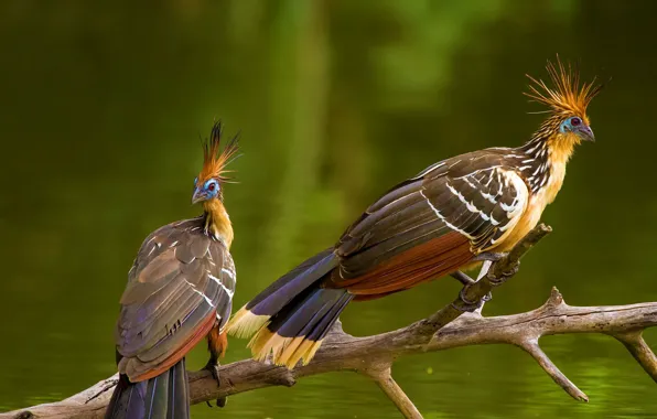 Картинка птица, Амазония, гоацин